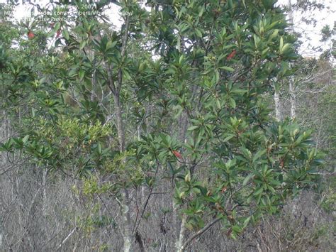 PlantFiles Pictures: Gordonia Species, Loblolly Bay (Gordonia ...