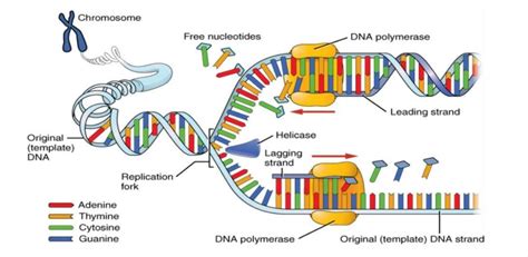 DNA Replication in Eukaryotes: A Comprehensive Guide - DrOmics Labs