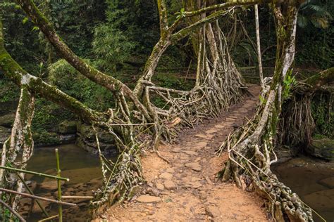 The Living Root Bridge