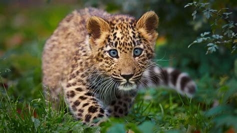 Download Animal Leopard HD Wallpaper