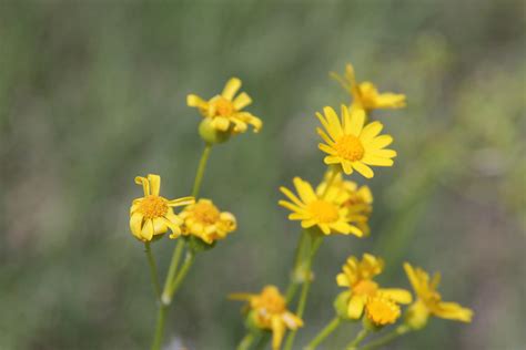 Kansas Prairie Wildflowers : Familiar Beauty - Crazybananas