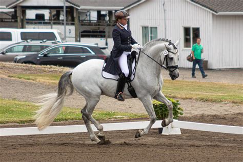 Gray Iberian Horse Dressage 01 by JNH-Equine on DeviantArt