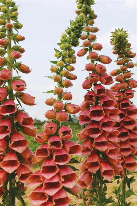 Foxglove Varieties | HGTV