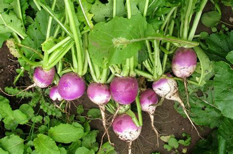 Pheasant Place: Turnips