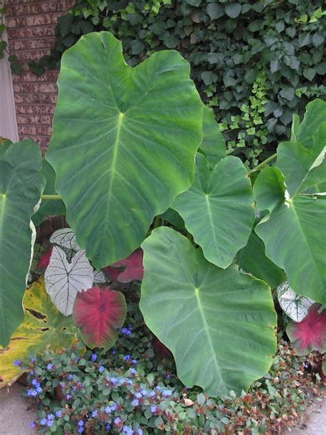 Colocasia esculenta | High Plains Gardening