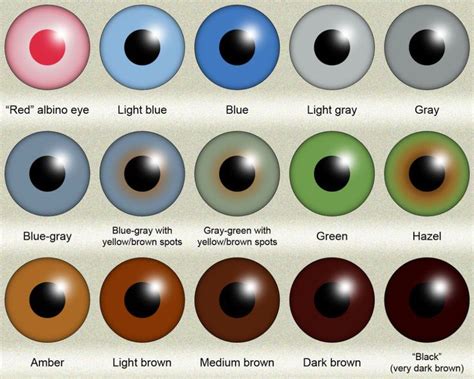 human eye color chart - Google Search | Tipos de ojos, Ojos ámbar, Ojos ...