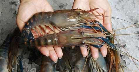 The 10 Largest Shrimp (And Prawn!) In the World - IMP WORLD