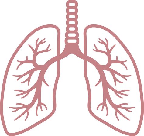 Lungs PNG transparent image download, size: 1504x1428px