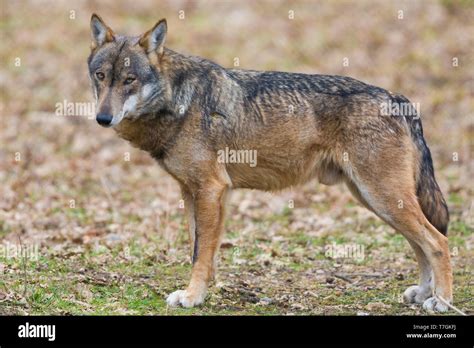 Italian Wolf (Canis lupus italicus), captive animal standing on the ...