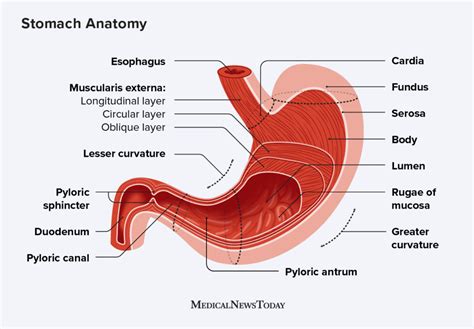 Simple Stomach Diagram