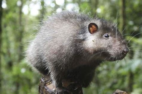 Giant rats, tiny parrots found in 'lost world' | CBC News