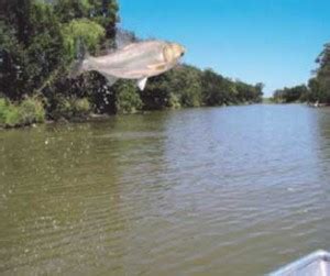 Silver Carp | Invasive Species Program | Nebraska