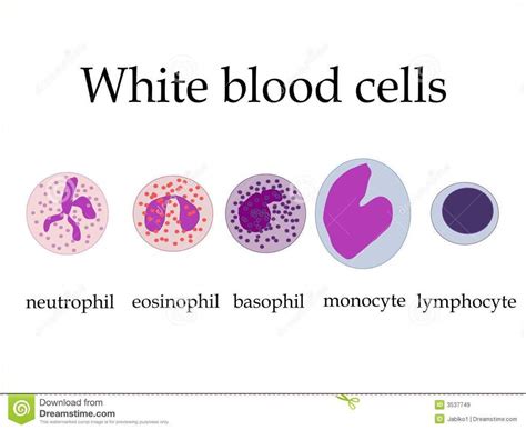 Labelled Diagram Of White Blood Cells