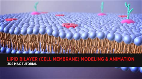 Lipid Bilayer (Cell Membrane) Modeling & Animation : Tutorial - YouTube