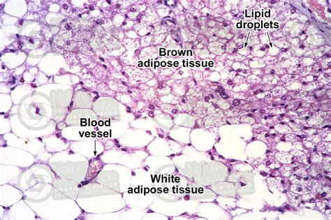 Rat. Multilocular adipose tissue. Transverse section. 125X ...