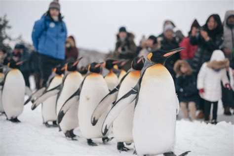 9 Best Zoos in Japan You Shouldn't Miss