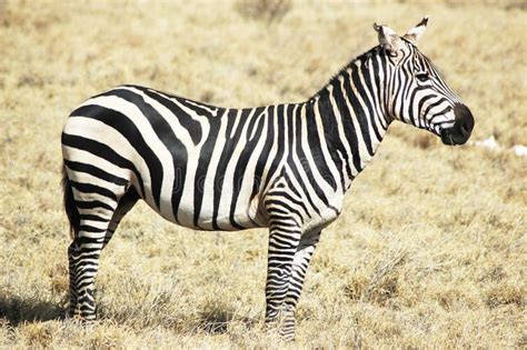 Zebra in natural habitat stock photo. Image of calf, group - 15610298