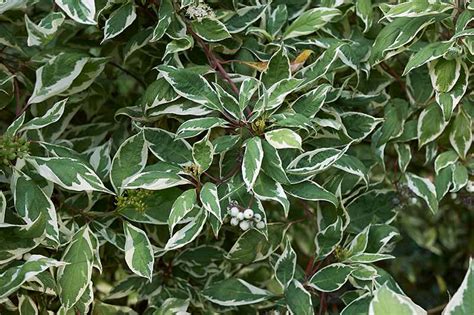 23 of the Best Variegated Shrubs for Your Landscape | Gardener’s Path