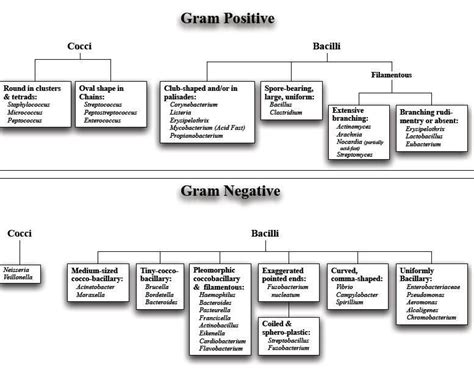 gram negative gram positive bacteria list - Google Search ...