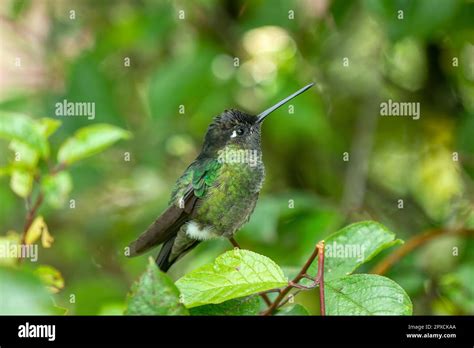 Beautiful small bird, Violet-headed hummingbird (Klais guimeti) at San ...