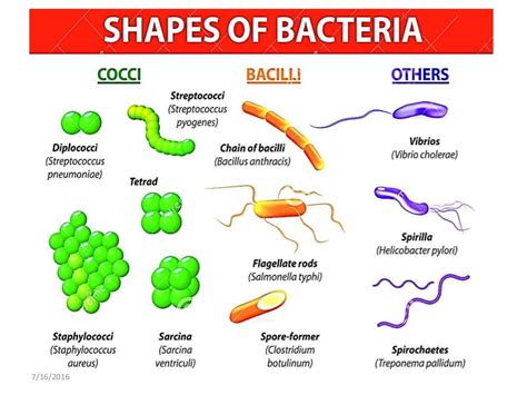 Bacteria-Morphology, Reproduction and Functions