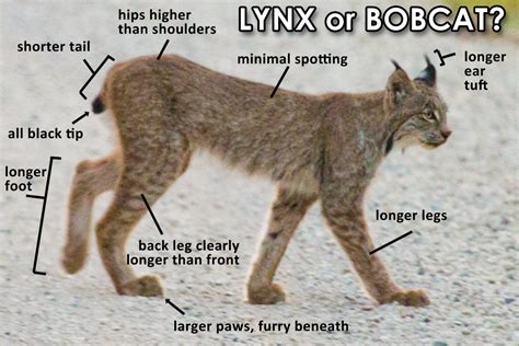 How to Tell the Difference Between a Bobcat and a Canada Lynx - Travel ...