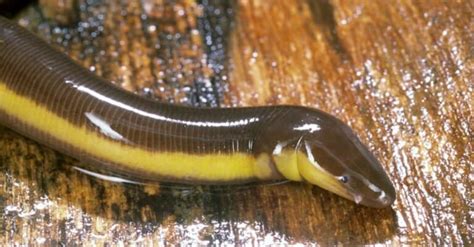 Caecilian - A-Z Animals