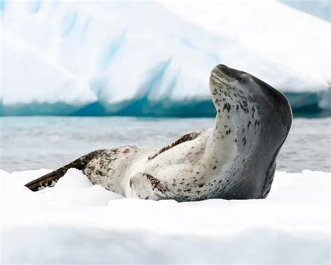 Leopard Seal - Facts, Diet, Habitat & Pictures on Animalia.bio