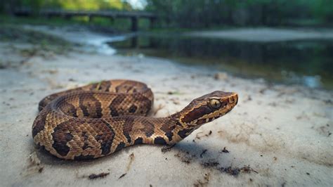 Cottonmouth snakes: Facts about water moccasins | Live Science