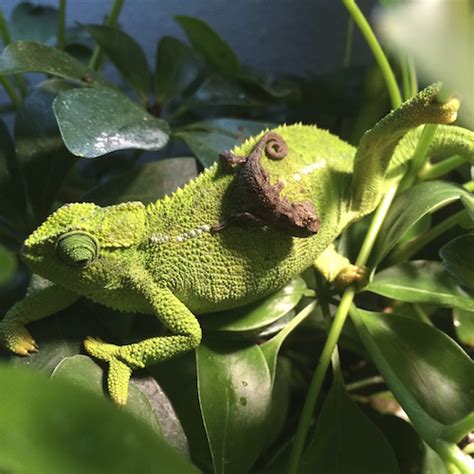 Baby Chameleons | Pet Chamleon Care