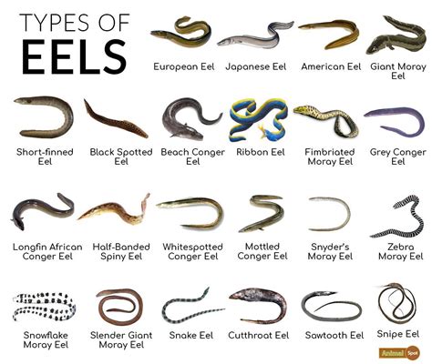 Eel Facts, Types, Reproduction, Life Cycle, Classification, Pictures