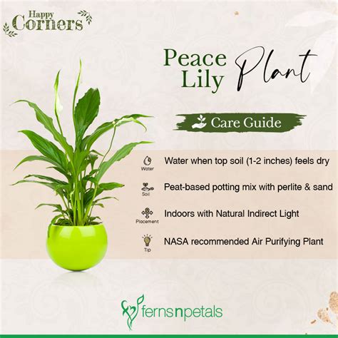 Indoor Plant Care Guide Part 2 - Ferns N Petals