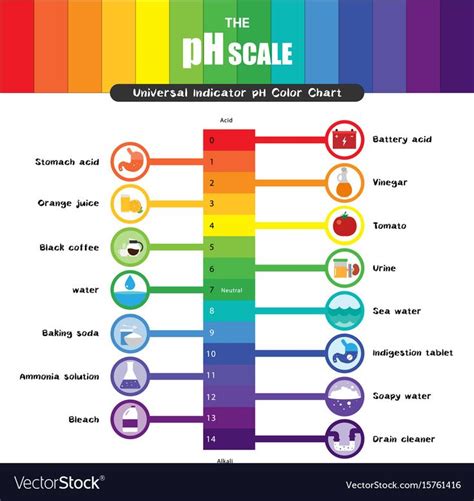 Ph scale universal indicator color chart vector image on VectorStock ...