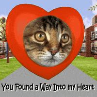 Cat Heart GIFs - Find & Share on GIPHY