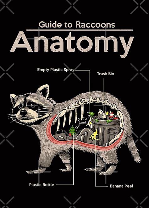 "Anatomy of a Raccoon" by vincenttrinidad | Redbubble