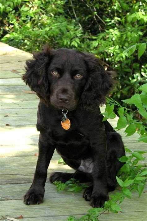 Boykin spaniel | Dog breeds, Every dog breed, Spaniel breeds