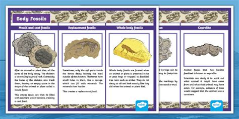 4 Different Types Of Fossils