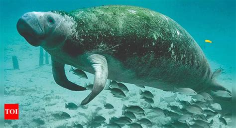 First Dugong Conservation Reserve Soon | Chennai News - Times of India