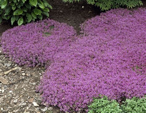 CREEPING THYME GROUND COVER Thymus Serpyllum - 35,000 Bulk Seeds - Seeds