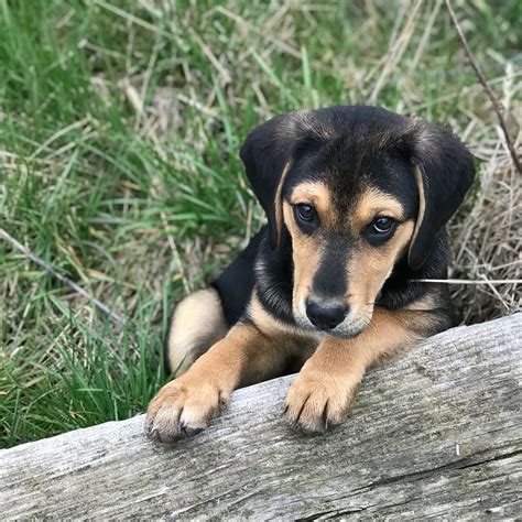 Beagle & Labrador mix named Dexter | Beagle mix dogs, Mix dogs, Dog hybrid