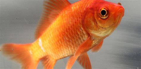 Goldfish Care, Breeds and Goldfish Diseases | HubPages