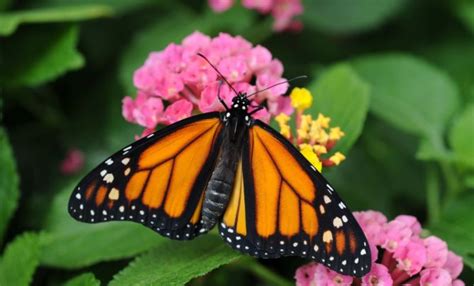 Monarch Butterfly Migration - American Profile