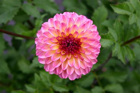 Really Interesting Facts About Dahlia Flowers And Their Meanings ...