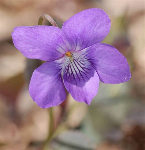 February's Birthflowers: The Vivacious Violet & The Pristine Primrose ...