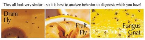 Helpful Tip: Fungus Gnats, Fruit Flies, Drain Flies, n ‘Nat - Rollier ...