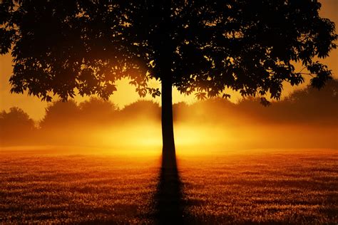 Sunrise Tree Silhouette Nature Free Stock Photo - Public Domain Pictures