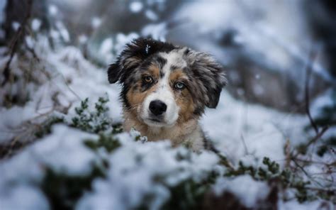 🔥 [30+] Cute Puppies Winter Wallpapers | WallpaperSafari