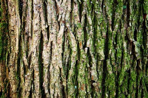 Free Stock Photo of Tree trunk texture | Download Free Images and Free ...