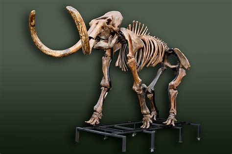 Russian woolly mammoth skeleton (Mammuthus primigenius) photos ...