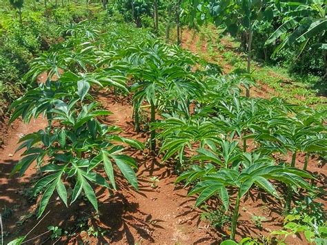 Panduan Budidaya Pohon Porang untuk Pemula agar Hasil Melimpah - Toko ...